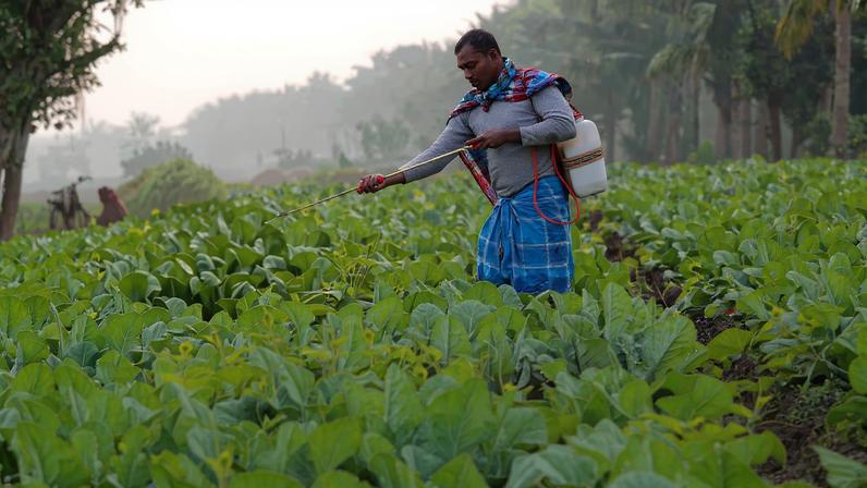 A farmer sprays insecticide on his cauliflower field in Kolkata