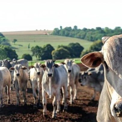 China amplia compra de carne bovina no Brasil e abate atinge recorde