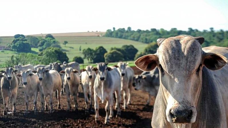 Brasil aumenta o abate de bovinos, com destaque para o gado a pasto