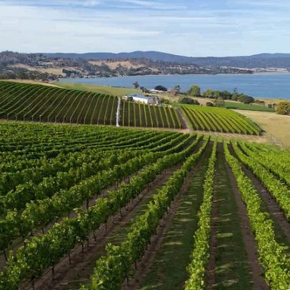 Syrah de maturação tardia abre frente na Tasmânia com aquecimento global