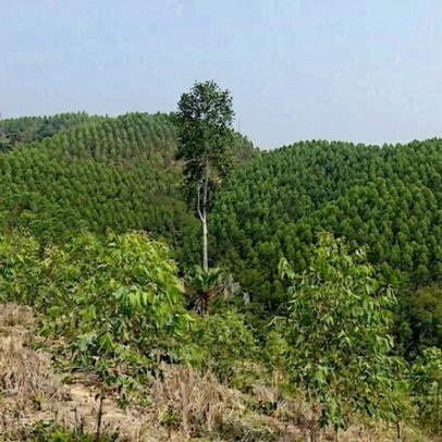 Da aquisição de terras à propriedade local: opções para compensação de carbono
