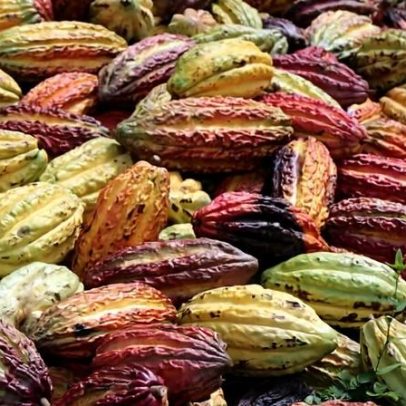 Agroflorestação pode ampliar chuvas na Amazônia e renda de agricultores