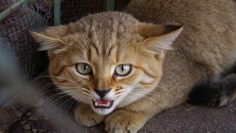 A captive sand cat in Nushi, Pakistan. Illegal trade is occurring amid a paucity of information about population sizes of small cat populations. Experts say It’s often happening under the radar, with not enough being done to stop or mitigate this threat.