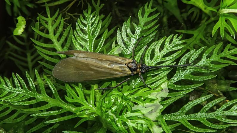 A caddisfly in the Oligotricha genus.