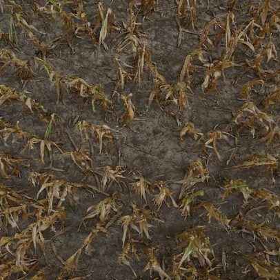 Agricultores argentinos celebram chuva, mas temem riscos para a colheita