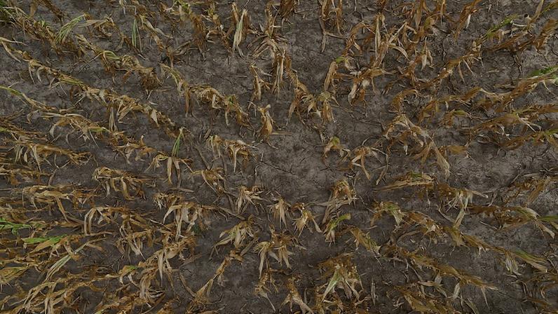 A drone view shows corn plants affected by hot weather and a lack of rain, on a farm in Pergamino, on the outskirts of Buenos Aires