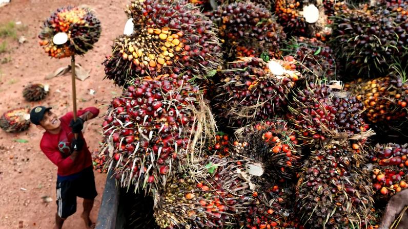 A worker loads fresh oil palm fruit bunches from Melati Hanjalipan cooperative palm oil plantation in Hanjalipan village, East Kotawaringin
