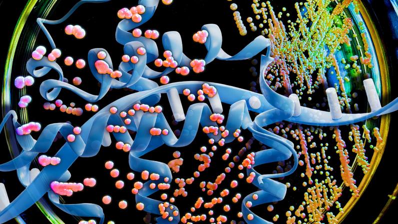 Using a large language model (LLM), MIT researchers analyzed the genetic code of industrial yeast Komagataella phaffii — specifically, the codons that it uses. The new MIT model could then predict which codons would work best for manufacturing a given protein.
