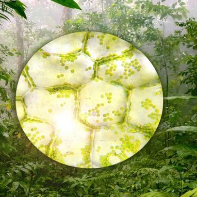 Futuro mais resistente para as plantas, desde as células