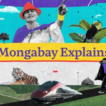 Mongabay Explica conceitos-chave de conservação e ecologia