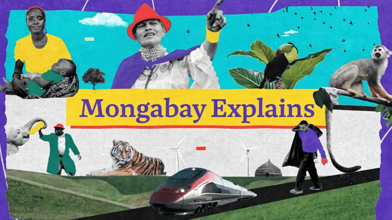 Mongabay Explains graphic