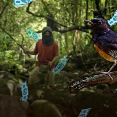 A ave canora mais cobiçada da Indonésia desaparece das florestas