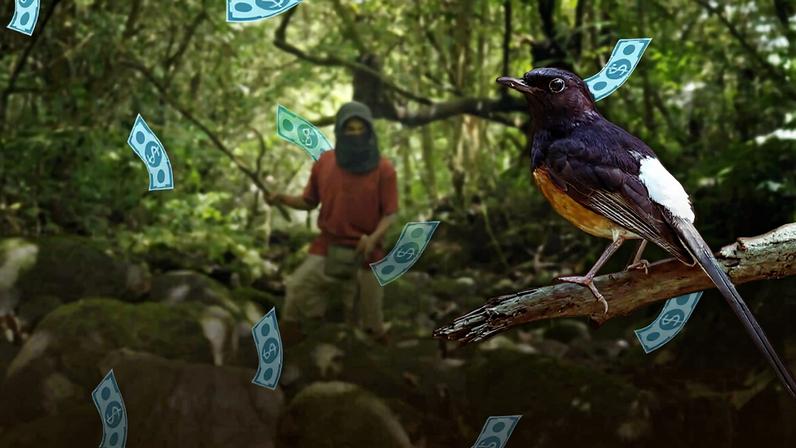 Collage featuring a white-rumped shama (Copsychus malabaricus) and a poacher