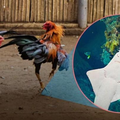 Luta de galos ameaça o peixe mais raro do Peru