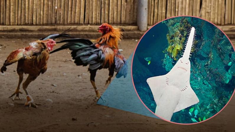 Collage featuring cockfighting and a largetooth sawfish