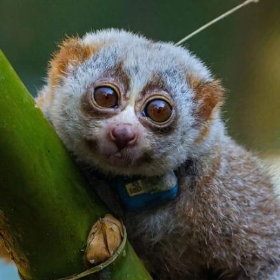 Loris-lentos libertados enfrentam conflitos ao tentar sobreviver