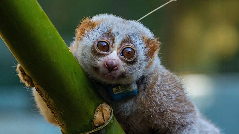 A radio-collared slow loris in Bangladesh.