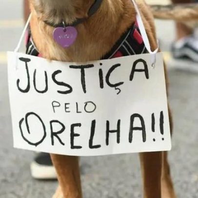 Entenda a comoção nacional pelo cão Orelha