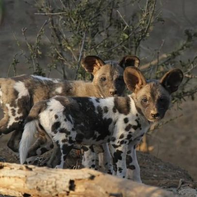 Cachorros-selvagens africanos quebram regra dos carnívoros em Botsuana