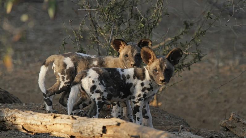 Wild dog pups in Zimbabwe. Image courtesy of ZSL/Rosemary Groom.