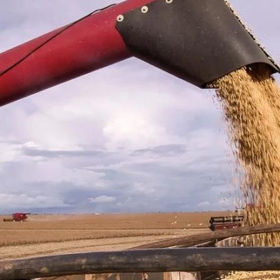 USDA projeta soja brasileira para 2025/26 em 180 milhões de toneladas