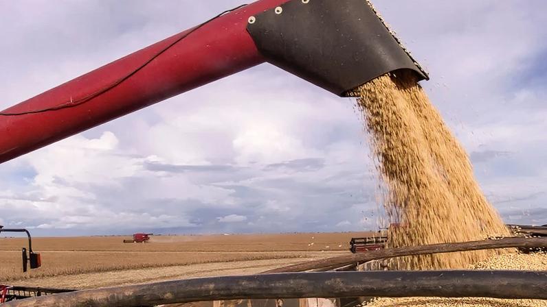 Colheita da safra 2025/26 já está contabilizada pelo USDA