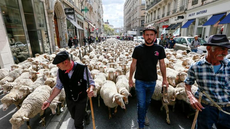 French farmers walk with hundreds of sheep as they stage a protest against the government's "Plan loup" (wolf project) which protects wolves which the farmers blame for livestock deaths and financial losses, in Lyon, France, October 9, 2017. REUTERS/Robert Pratta/File Photo
