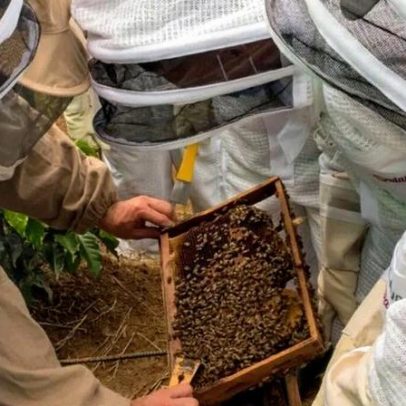 Ubees levanta US$ 9 milhões para conectar abelhas regenerativas na América Latina