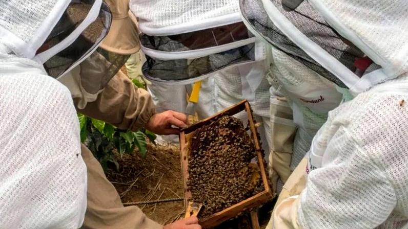 Ubees capta US$ 9 milhões para conectar abelhas regenerativas na América Latina