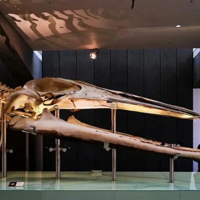 Conheça os maiores ossos do mundo, com o fêmur no topo