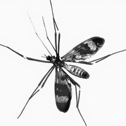 Por que mosquitos são importantes e por que não devemos erradicá-los