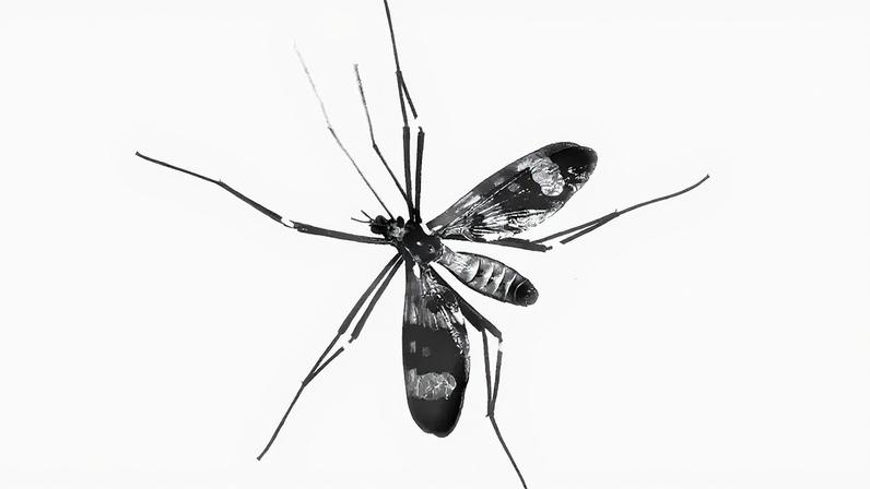 Imagem ampliada, em fundo branco, de um mosquito.