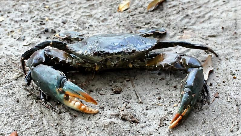 A mud crab (Scylla serrata) Image by titi-uu via iNaturalist (CC BY-NC 4.0)