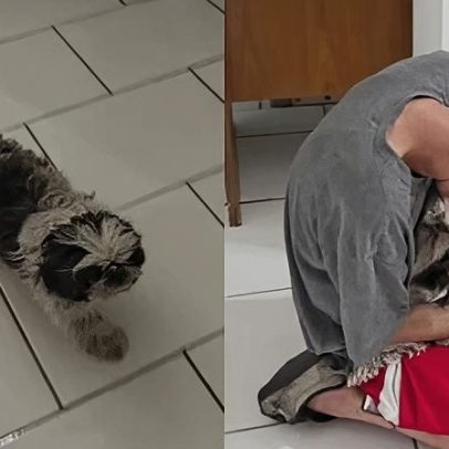 Disputa por cachorro perdido é decidida após cão reconhecer tutor