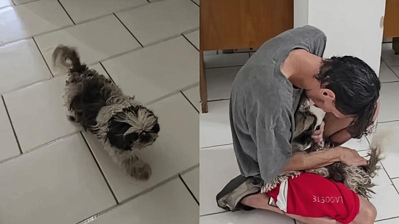 Disputa por cachorro perdido é decidida após cão reconhecer tutor