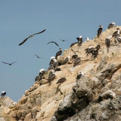 Fezes de aves marinhas impulsionaram civilizações antigas no Peru