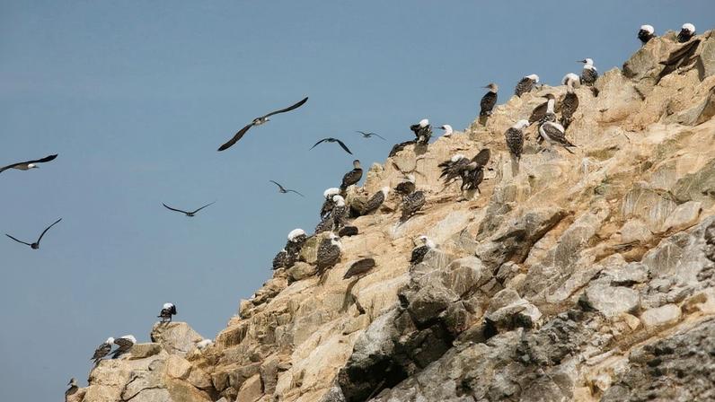 A flock of Peruvian boobies. Photo courtesy of Alex Proimos via Wikimedia Commons (CC BY 2.0)