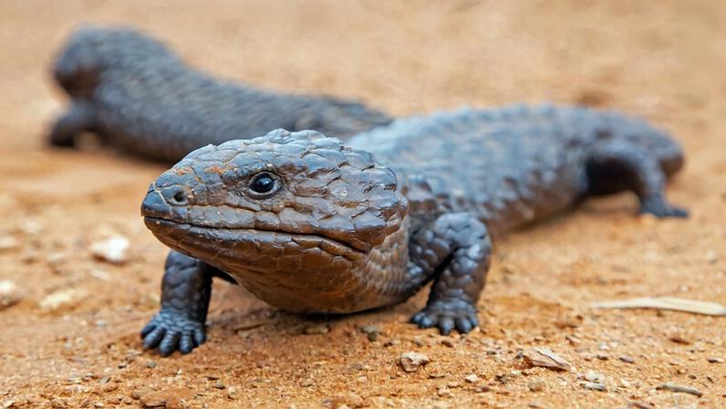 Eastern shingleback lizards in New South Wales, Australia.