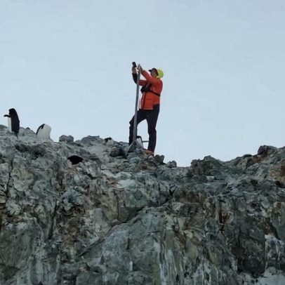 Pinguins se reproduzem mais cedo na Antártida aquecida, aponta estudo