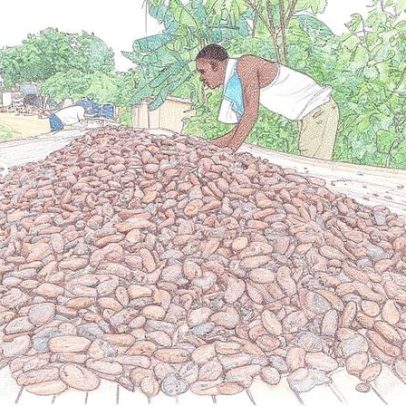 Costa do Marfim avalia cortar preço de fazenda do cacau, à semelhança de Gana