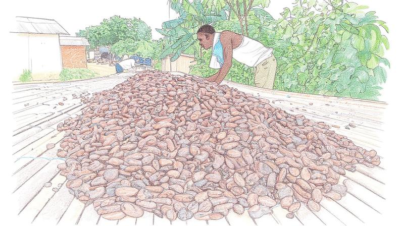 Koukou Koffi Krah Denos and Ouattara Drissa, cocoa farmers who said that they have been waiting for several months for the purchase of their harvest, sun-dry cocoa beans in Pont Nero, a village in San-Pedro, Ivory Coast, February 13, 2026. REUTERS/Luc Gnago