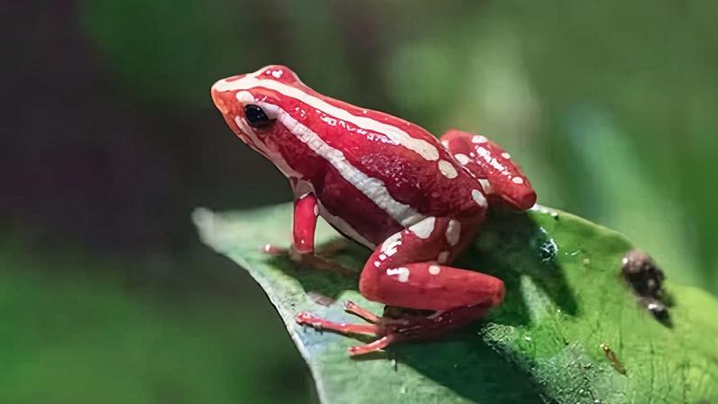 La rana dardo de Ecuador secreta en su piel la epibatidina, un alcaloide que funciona como mecanismo de defensa y es altamente letal.