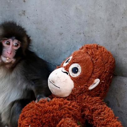 Macaco abandonado encontra conforto em pelúcia de orangotango, encanta visitantes
