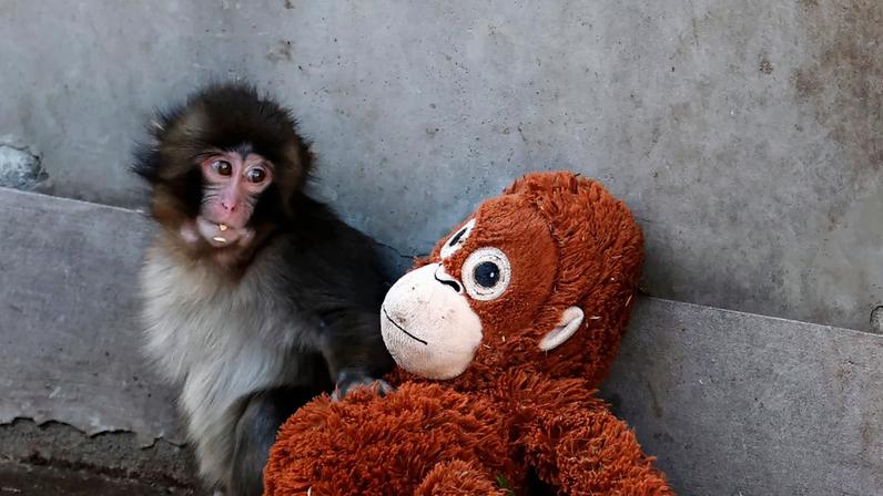A baby Japanese macaque named Punch sits next to a stuffed orangutan at Ichikawa City Zoo, in Ichikawa, Chiba Prefecture, Japan, February 19, 2026. REUTERS/Kim Kyung-Hoon