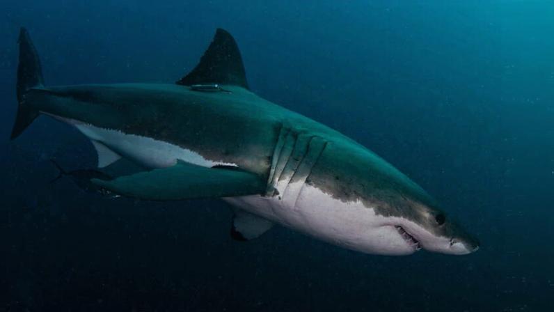 A great white shark (Carcharodon carcharias).