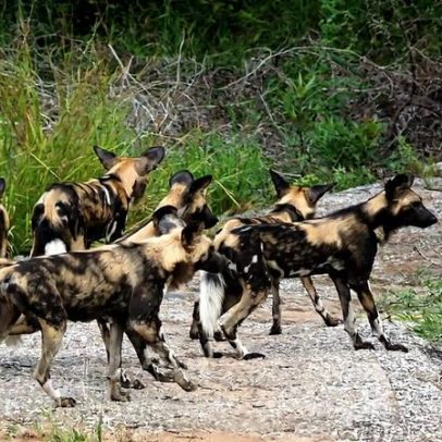 Animais com sociabilidade frouxa enfrentam maior risco de declínio