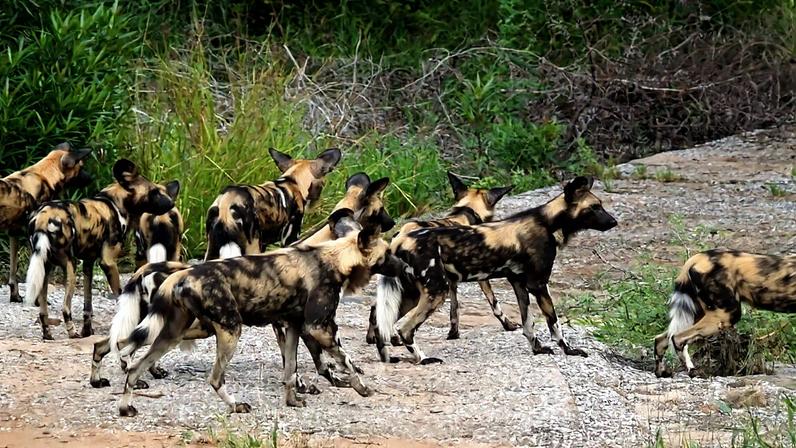 Wild Dog in Kruger National Park, South Africa
