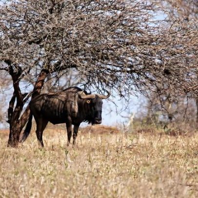 Após enchentes intensas, Kruger National Park inicia reparos aos danos