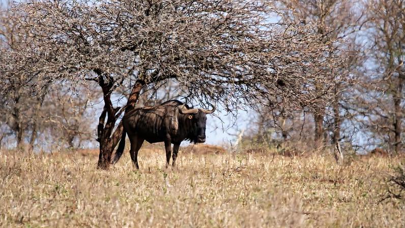 A wildebeest in Kruger National Park. Image by Rhett Butler/ Mongabay.