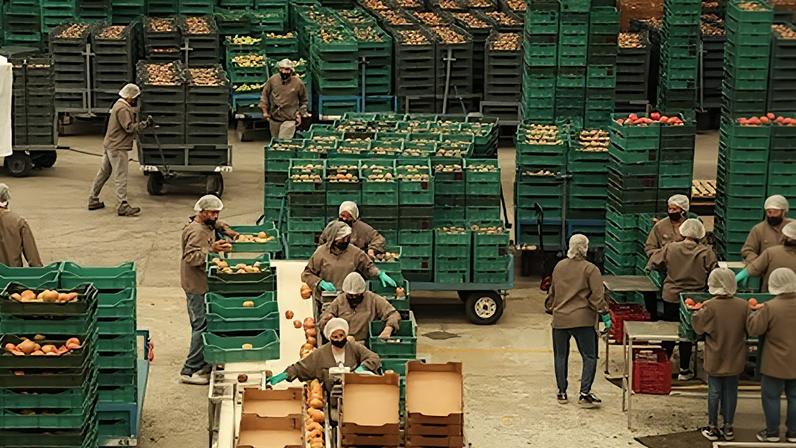 Trabajadores empacan tomate en Zacatecas, el 14 de agosto de 2025.